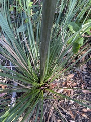 Xanthorrhoea concava
