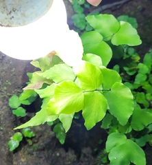Adiantum macrophyllum