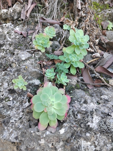 Image of Sedum palmeri by (c) Ana Epigmenio, some rights reserved (CC BY)