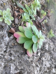 Sedum palmeri