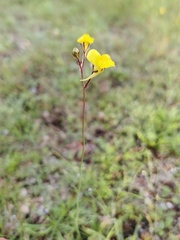 Linaria spartea