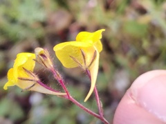Linaria spartea