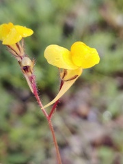 Linaria spartea