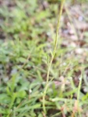Linaria spartea