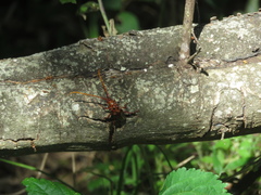 Chydarteres striatus