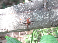 Chydarteres striatus