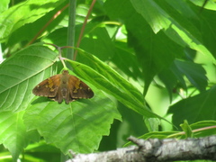 Eudaminae