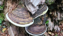 Fomitopsis hemitephra