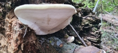 Fomitopsis hemitephra