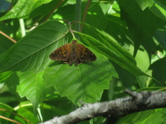 Eudaminae