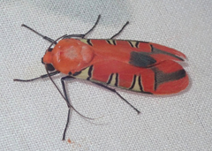 Gorgonidia maronensis