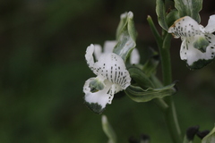 Chloraea galeata