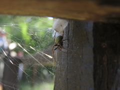 Araneus lathyrinus