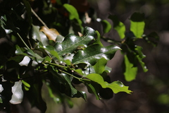 Beilschmiedia miersii