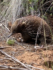 Tachyglossus aculeatus setosus