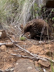 Tachyglossus aculeatus setosus