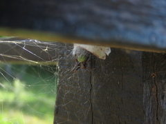 Araneus lathyrinus