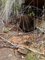 Tachyglossus aculeatus setosus