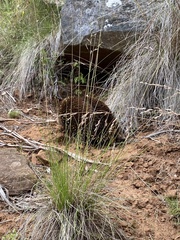 Tachyglossus aculeatus setosus