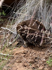 Tachyglossus aculeatus setosus