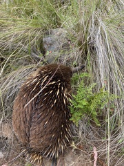 Tachyglossus aculeatus setosus