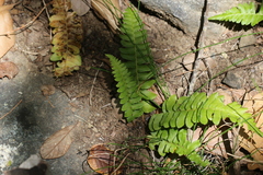 Blechnum hastatum