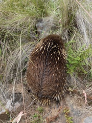 Tachyglossus aculeatus setosus