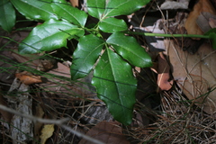 Lardizabala biternata