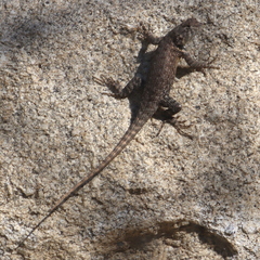 Sceloporus hunsakeri