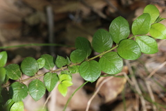Rhaphithamnus spinosus