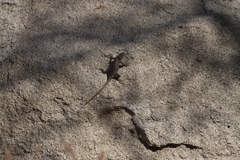 Sceloporus hunsakeri