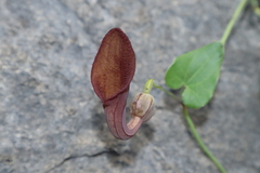 Aristolochia baetica