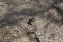 Sceloporus hunsakeri