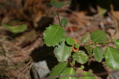 Azara petiolaris