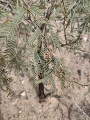 Prosopis