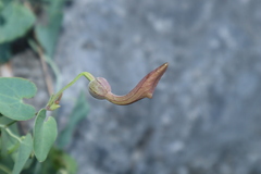 Aristolochia baetica