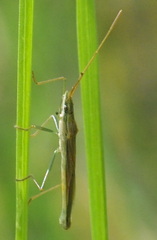 Mutusca brevicornis
