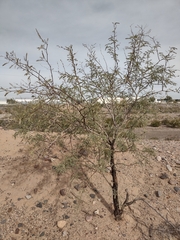 Prosopis