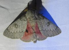 Syssphinx heiligbrodti