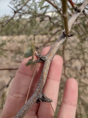 Prosopis