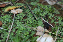 Mannia androgyna