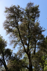 Archidasyphyllum excelsum