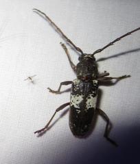 Enaphalodes taeniatus
