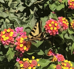Papilio rutulus