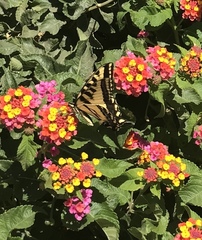 Papilio rutulus