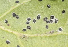 Tetraleurodes perileuca