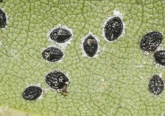 Tetraleurodes perileuca