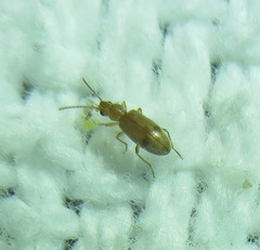 Notoxus monodon