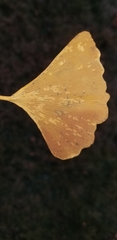 Ginkgo