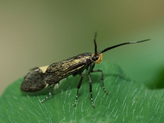 Esperia sulphurella